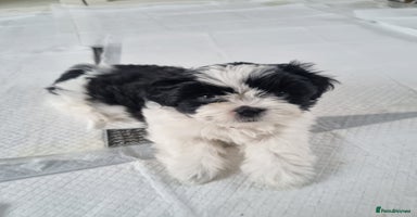 Shih Tzu dogs Standard Shih Tzu puppies - Advert 14