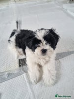 Shih Tzu dogs Standard Shih Tzu puppies - Advert 14