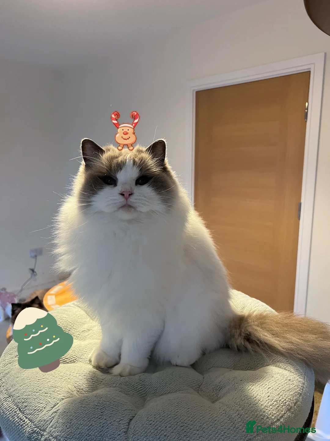 Ragdoll cats for sale: Retired Queen - Advert 1