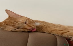 Mixed Breed cats for sale: Ginger cat/ 7 months old  - Image 10