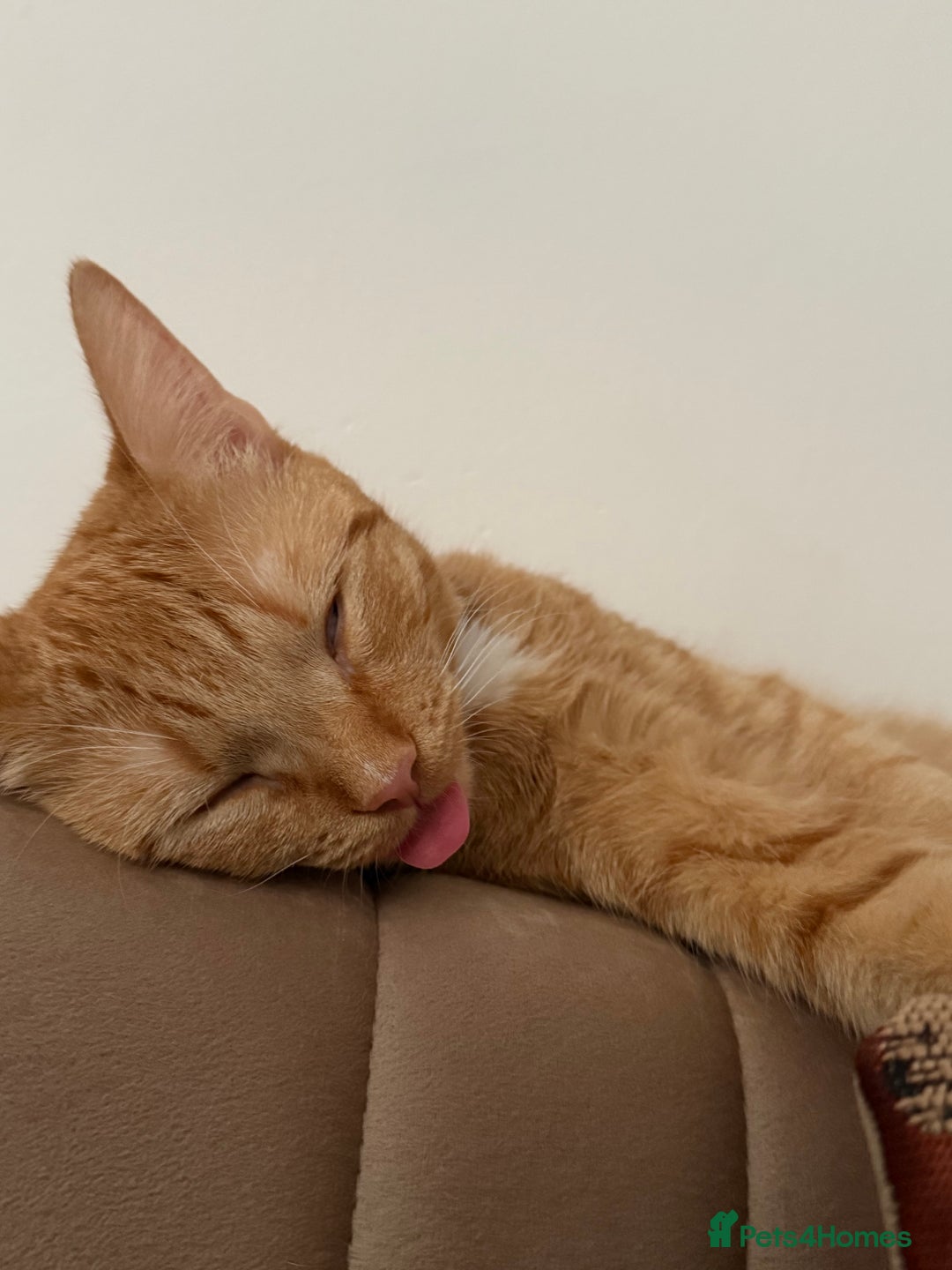 Mixed Breed cats for sale: Ginger cat/ 7 months old  - Image 10