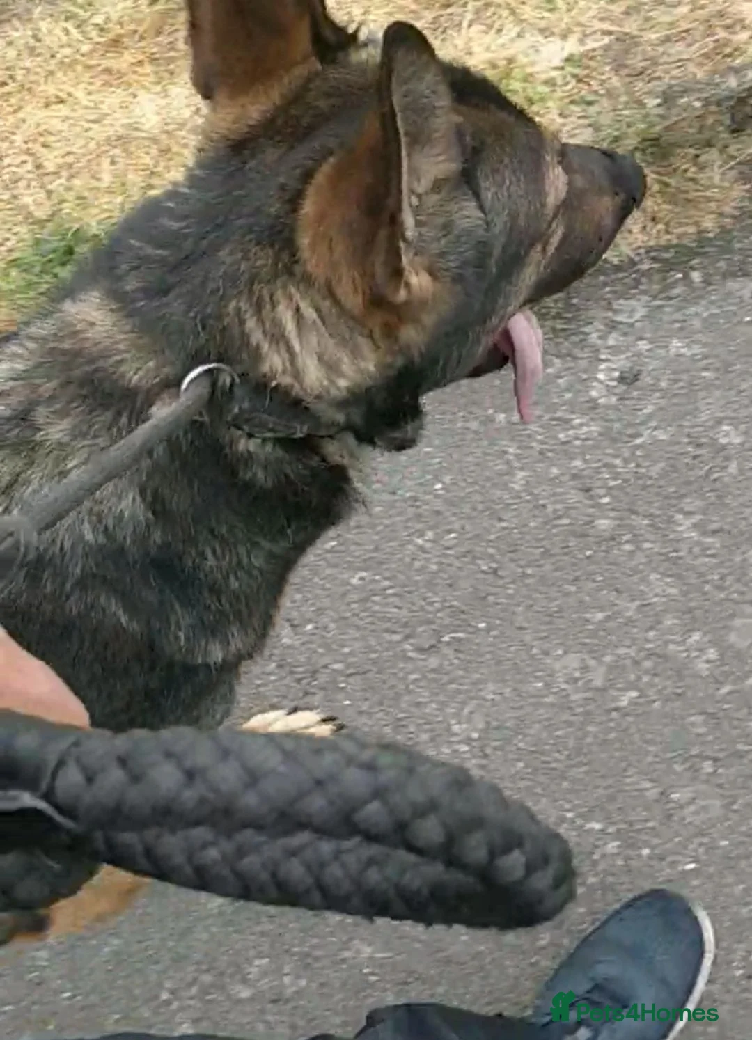 German Shepherd dogs for sale: Rehoming - Advert 1
