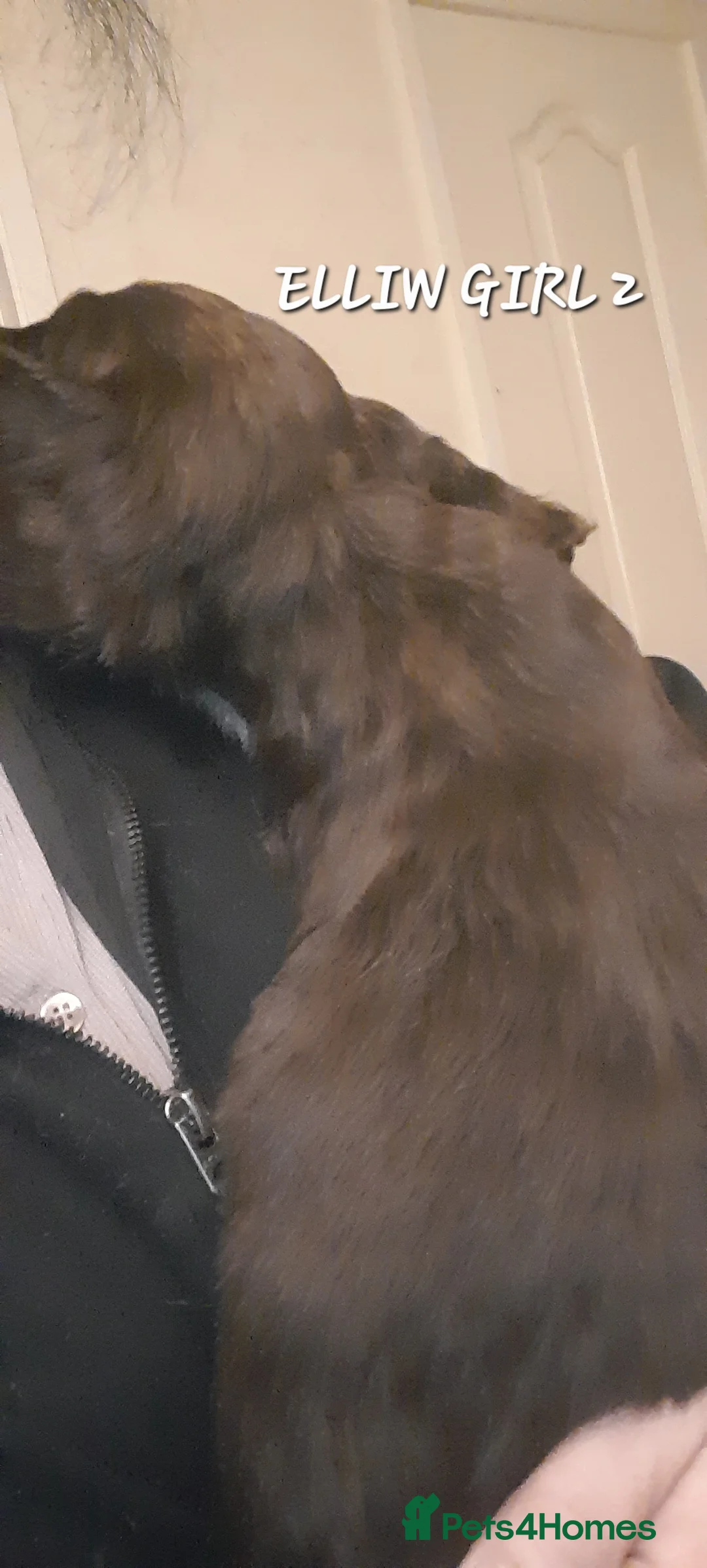 Sprocker dogs for sale: Beautiful Sprocker Litter - Advert 6