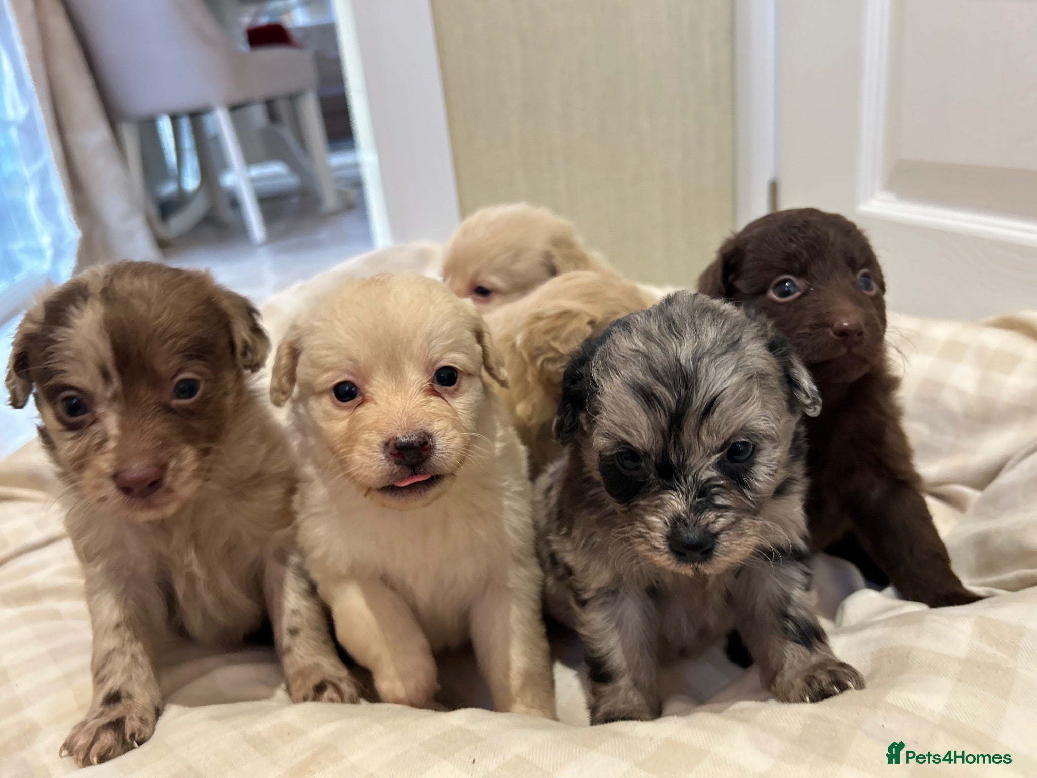 Mixed Breed dogs Pomapoos  - Advert 6