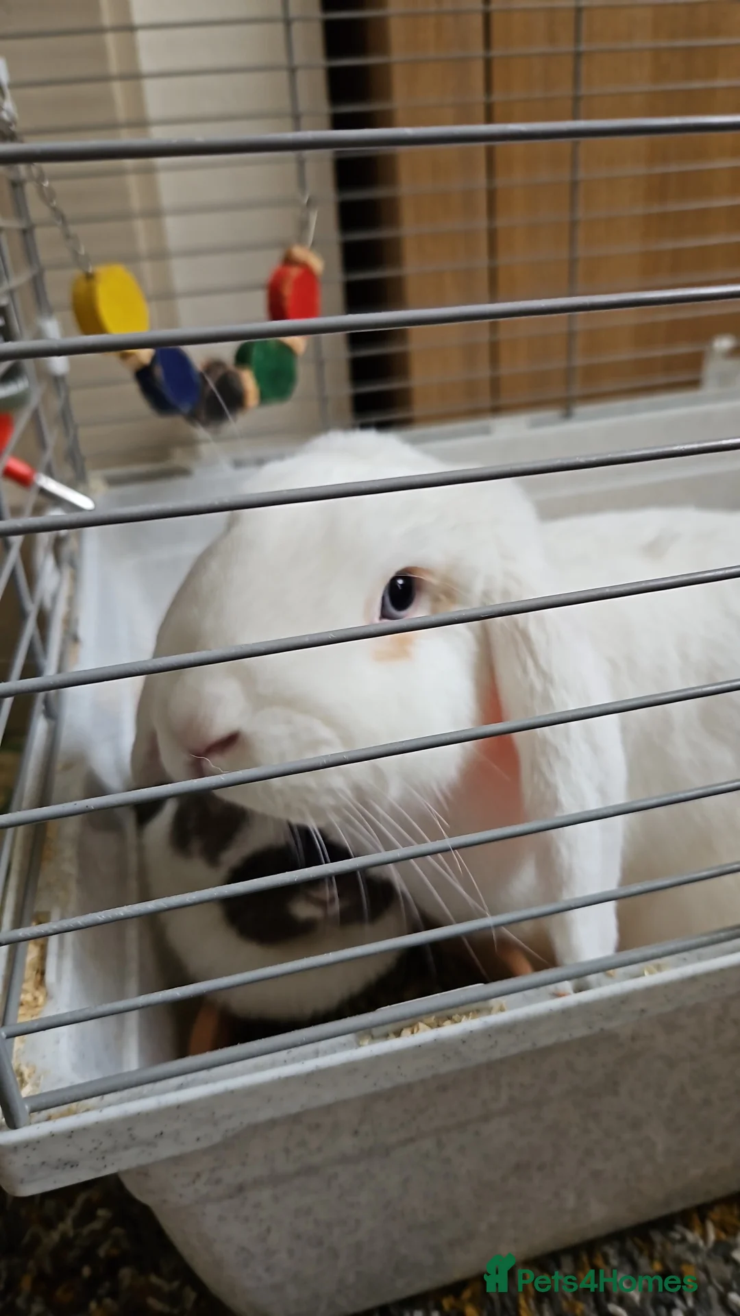 Mixed Breed rabbits for sale: Mixed breed lop in Brierley Hill - Advert 6
