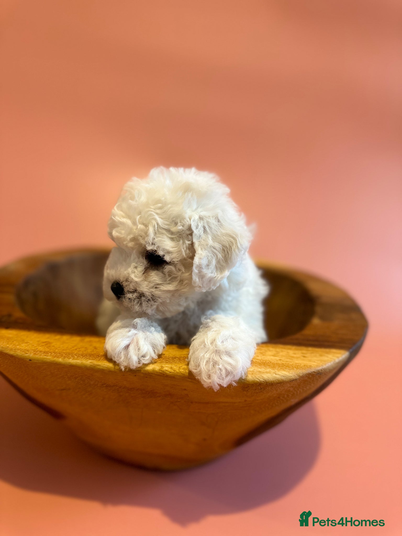 Bichon Frise dogs for sale: KC Bichon Frise Puppies Champion Bloodlines - Advert 6