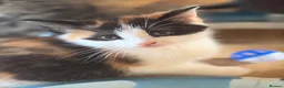 Mixed Breed cats for sale: GORGEOUS MAINE COON X PERSIAN KITTENS  - Advert 23