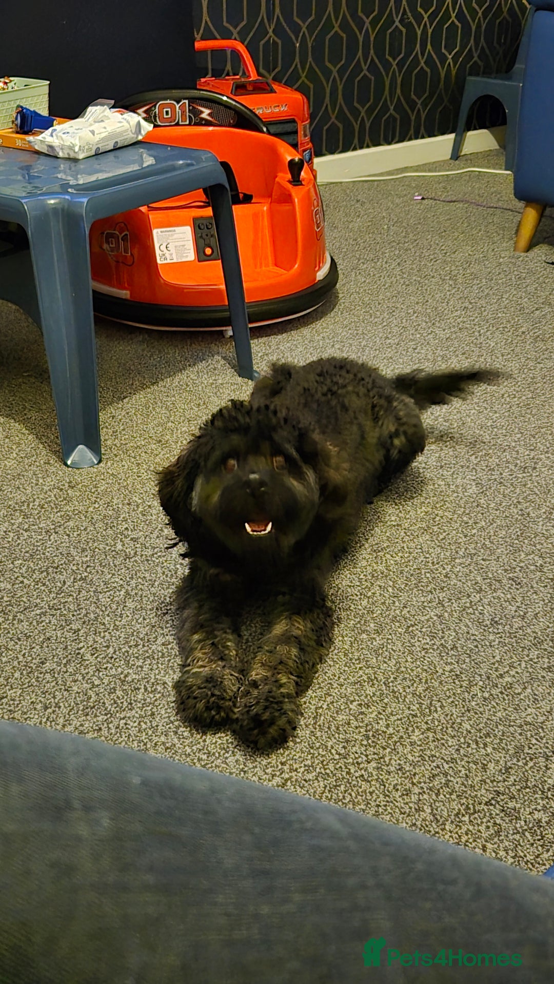 Cavapoo dogs for stud: Type F1 Cavapoo For Stud - Image 1