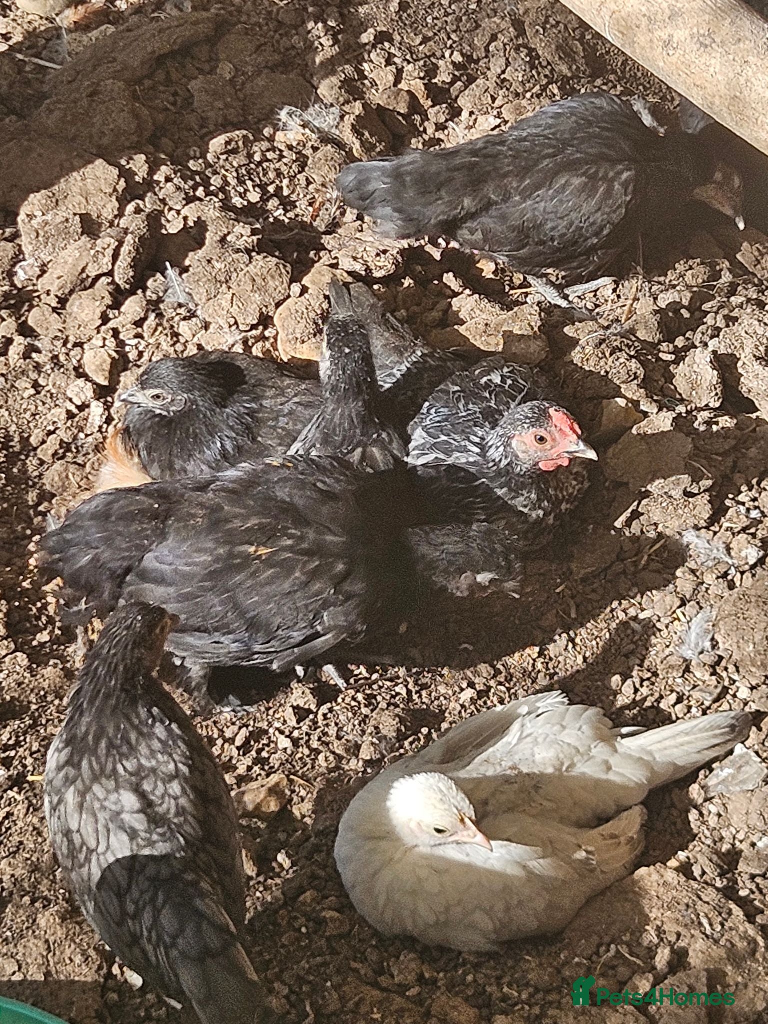 Chickens poultry Semera chicks pair  - Advert 1