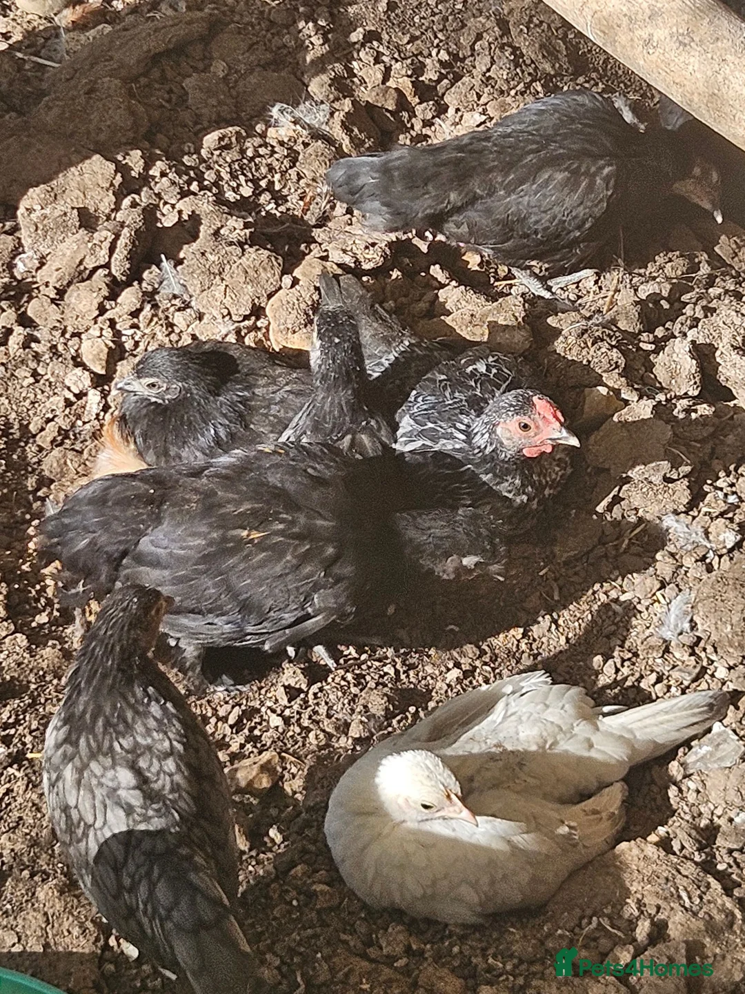 Chickens poultry for sale: Semera chicks pair  in St Albans - Advert 1