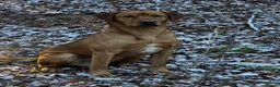 Labrador Retriever dogs for sale: Fox red Labrador  - Advert 4