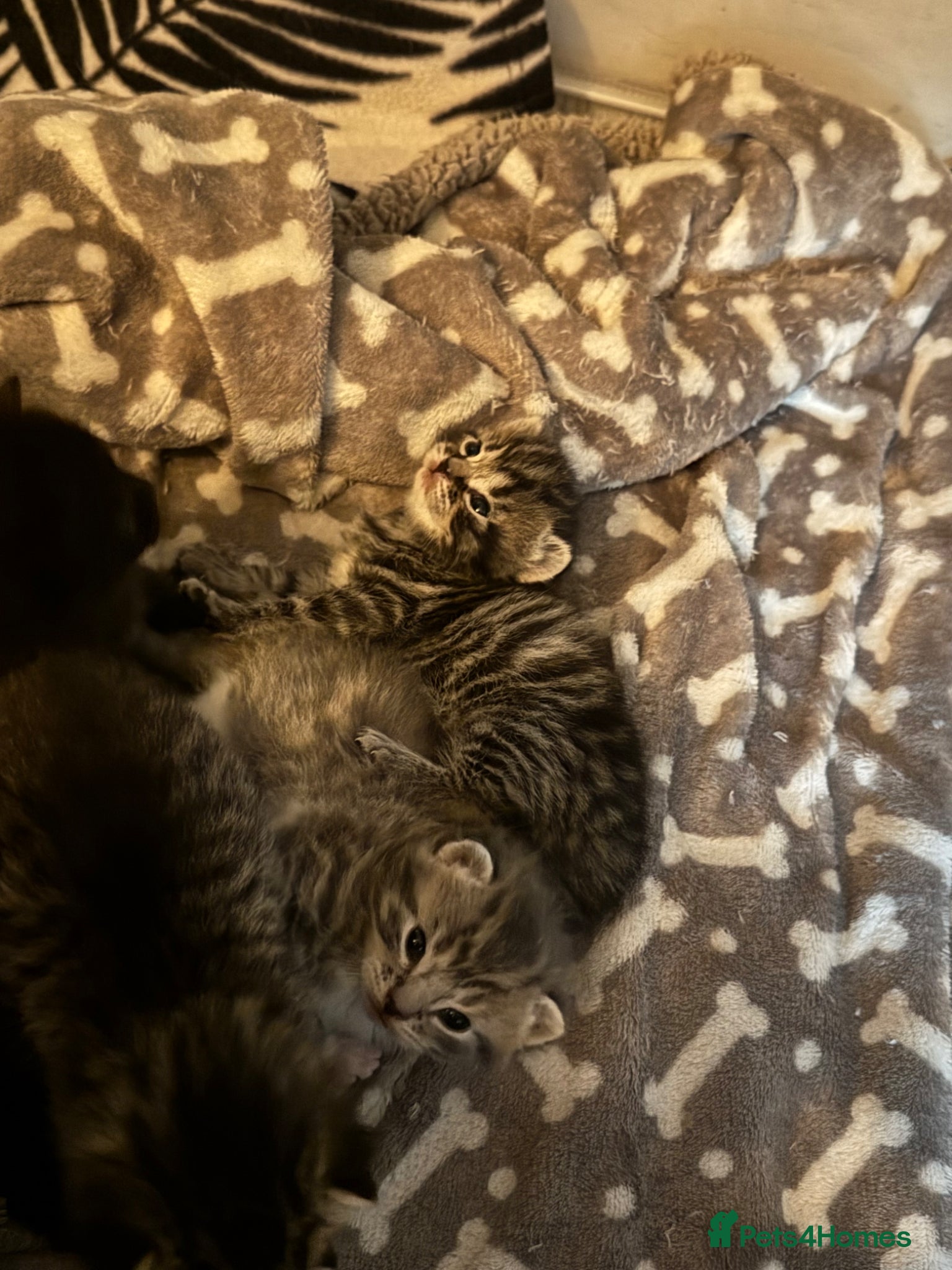 Mixed Breed cats Kittens for sale!  - Advert 1
