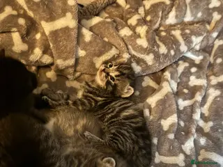 Mixed Breed cats Kittens for sale! - Advert 1