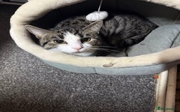 Bengal cats for sale: 9 month Male Bengal x  - Image 1