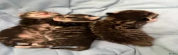 Mixed Breed cats for sale: Beautiful tabby kittens  in Havant - Advert 2