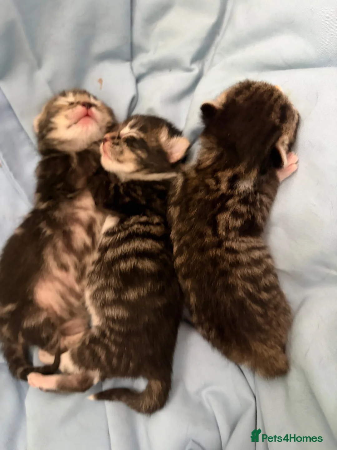 Mixed Breed cats for sale: Beautiful tabby kittens  in Havant - Advert 2