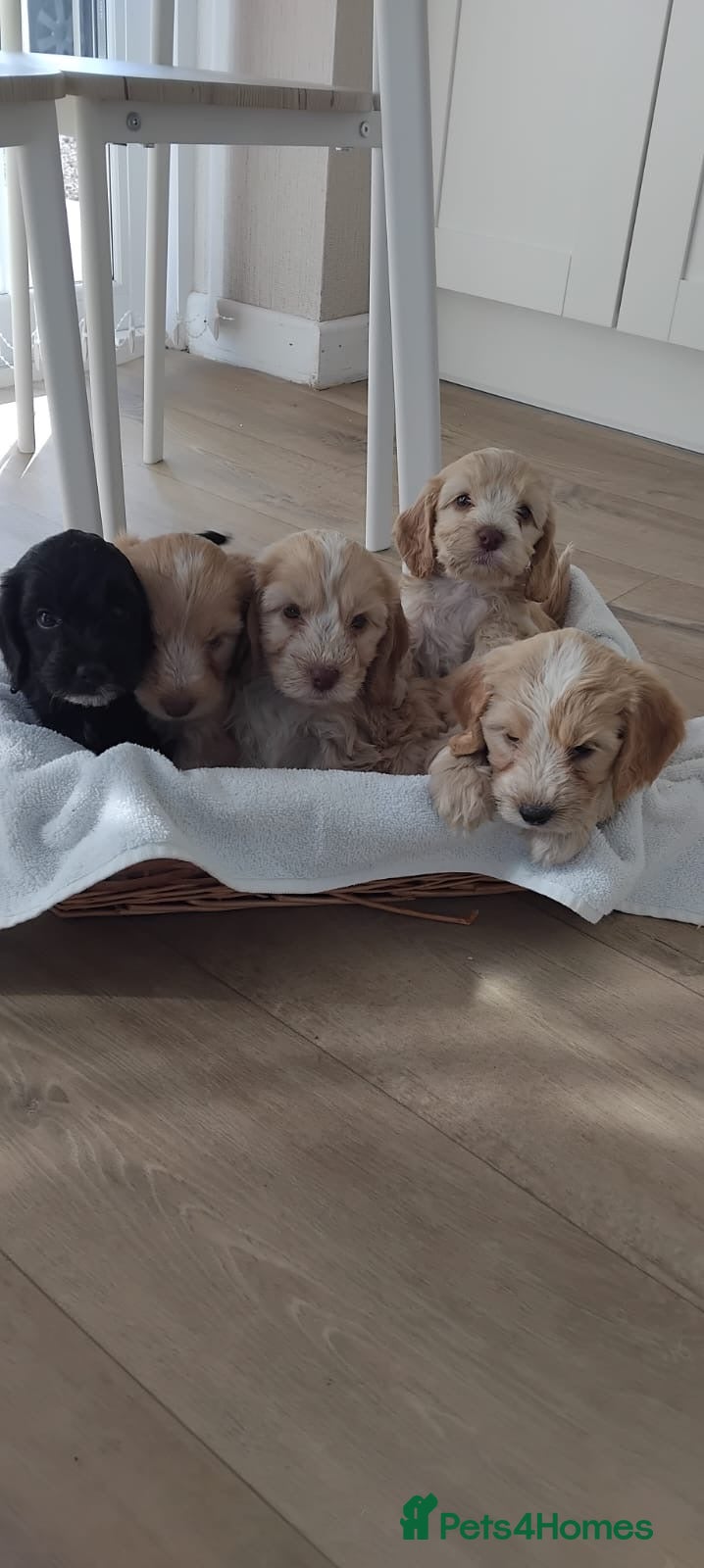 Cockapoo dogs Cockapoo puppies - Advert 2