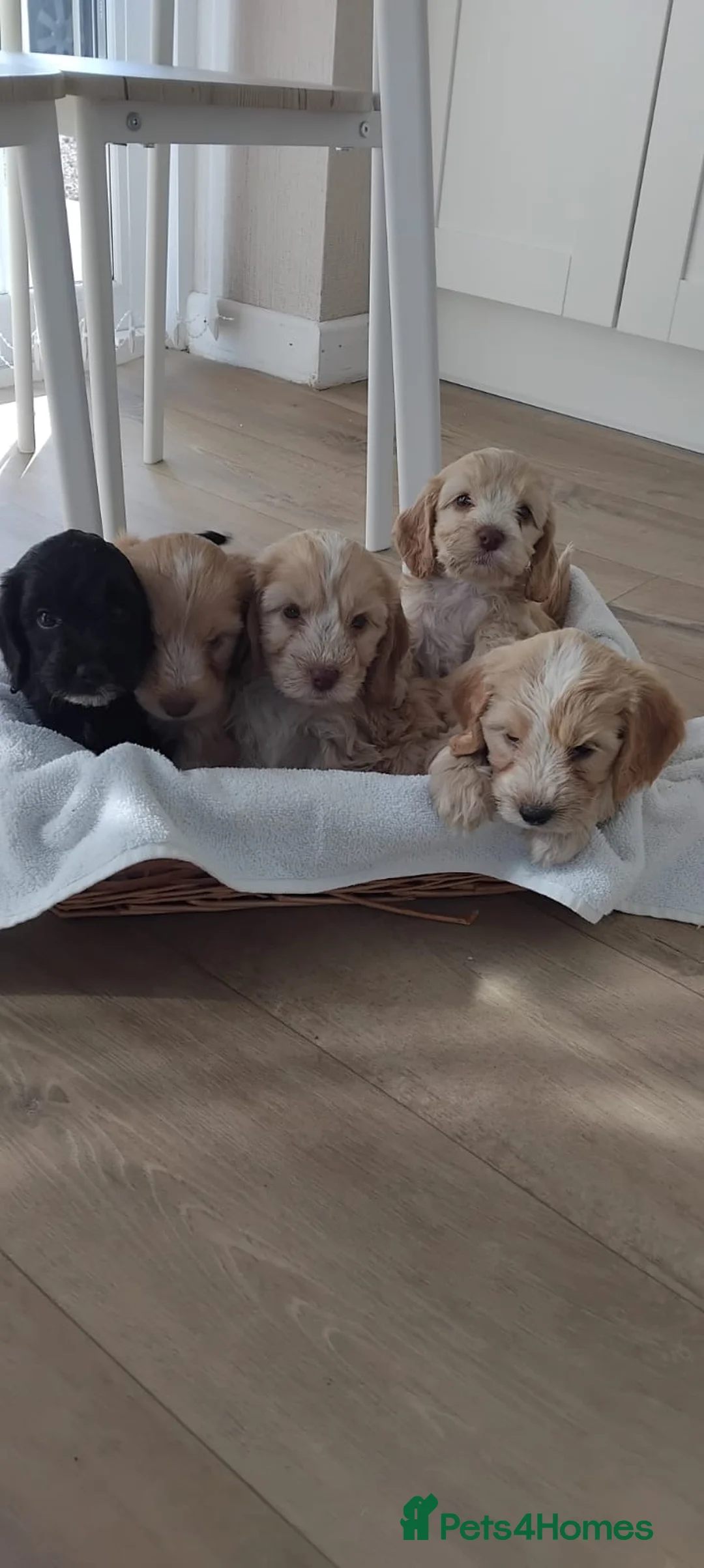 Cockapoo dogs for sale: Cockapoo puppies in Lincoln - Advert 2