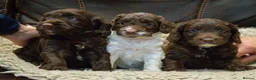 Cockapoo dogs for sale: RARE PARTI COLOUR F2 COCKAPOO PUPPIES  - Advert 6
