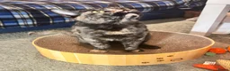 Arabian Mau cats for sale: Stunning Arabian Maus for adoption! - Advert 7
