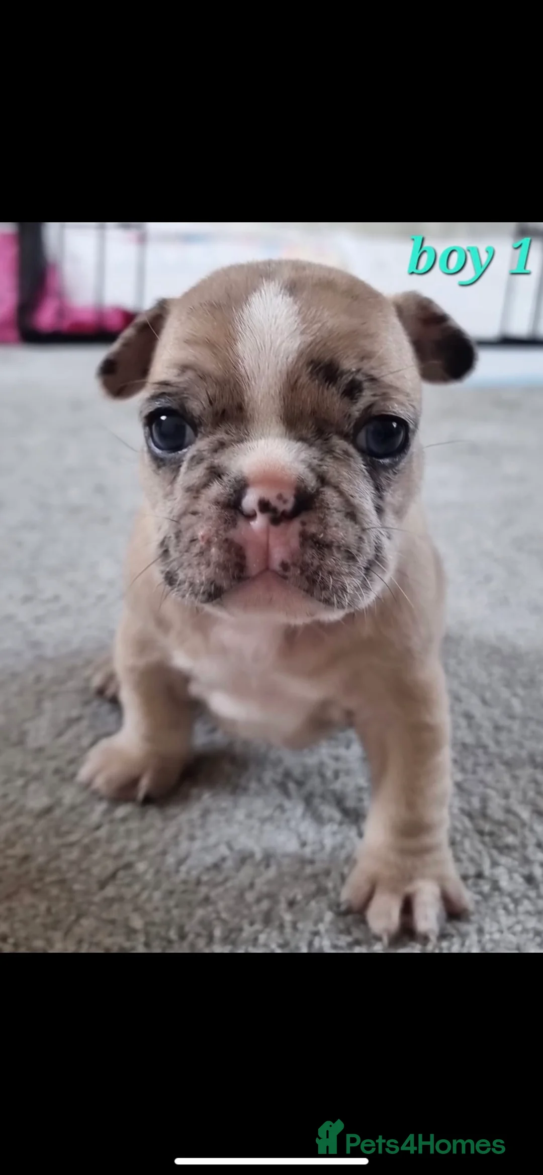 French Bulldog dogs for stud: 🦁HUNCHO🦁PUP BACK DEAL 1ST PICK FEMALE‼️ in Northampton - Advert 11
