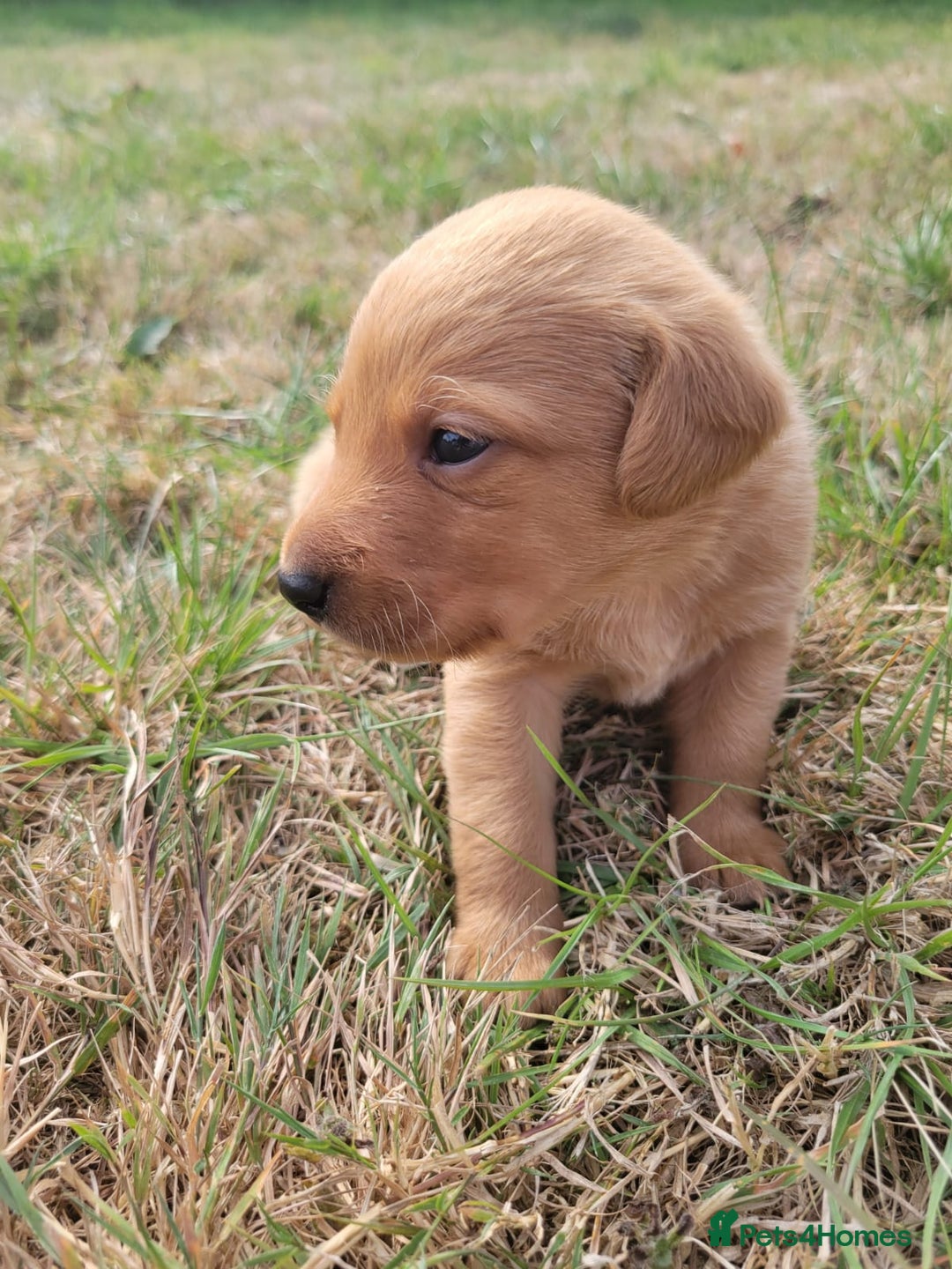 Labrador Retriever dogs for sale: Red Fox Labrador Puppies–Ready from 26th September - Image 11