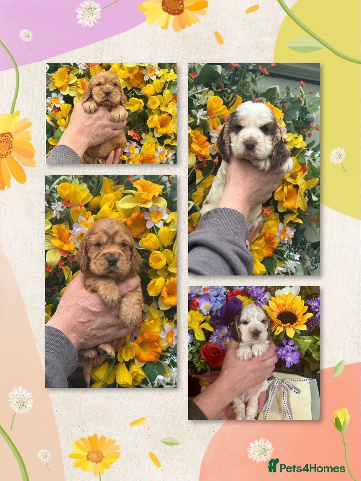 Cocker Spaniel dogs Kc reg dna tested show type cocker spaniel puppies - Advert 1