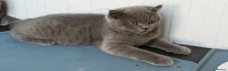 Scottish Fold cats for sale: Vaccinated and ready to go kittens ♥️ - Advert 20
