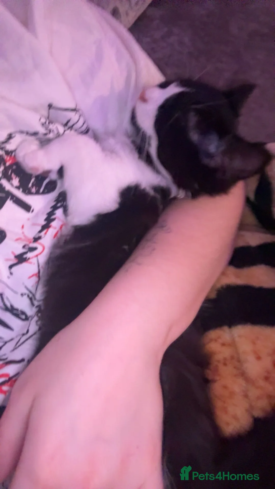 Mixed Breed cats for sale: kitten in Lancing - Advert 3