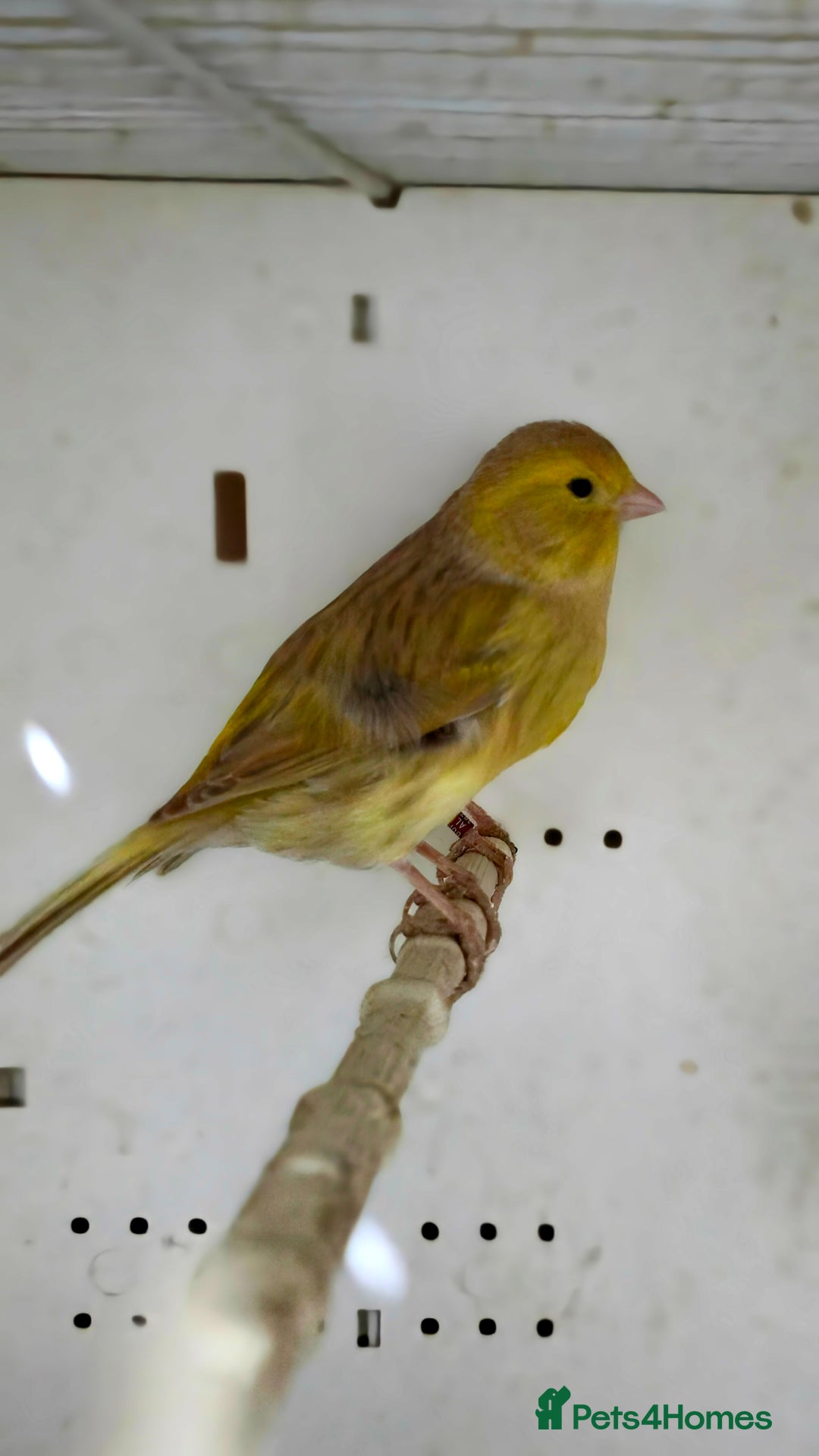 Canaries birds for sale: Canaries  - Advert 17