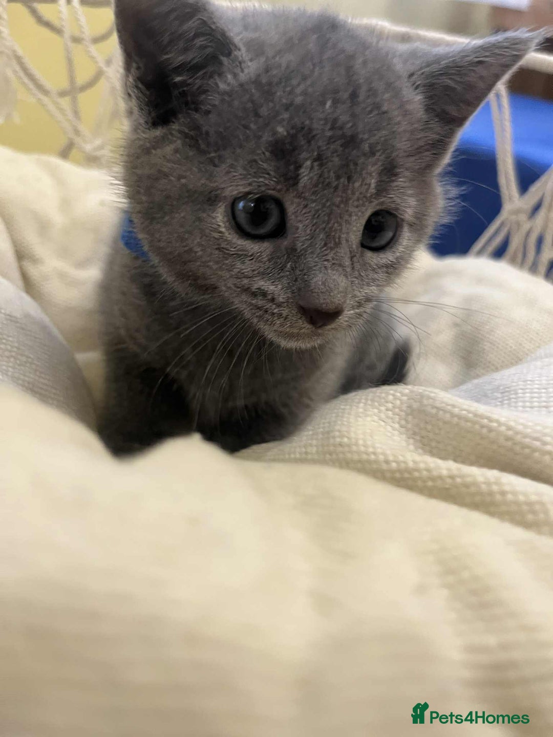 Russian Blue cats for sale: TICA REGISTERED Pure Breed Russian Blue Kittens - Advert 2