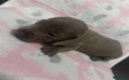 Dachshund dogs for sale: mini dachshunds 🐶 💚 - Advert 9