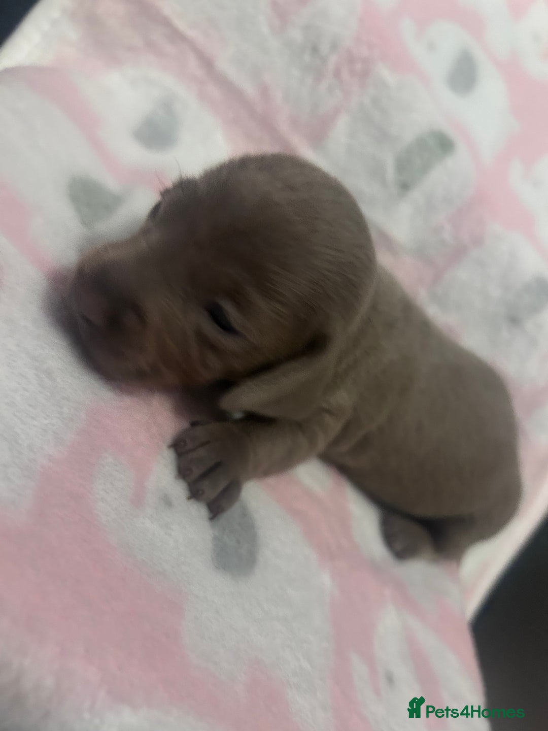 Dachshund dogs for sale: mini dachshunds 🐶 💚 - Advert 9