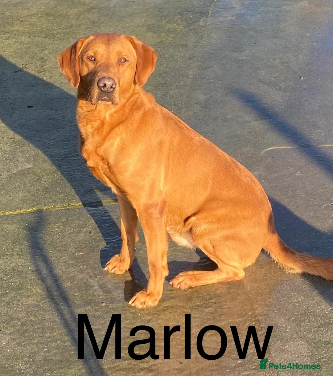 Labrador Retriever dogs for sale: Male Fox Red Lab Pup - Advert 4
