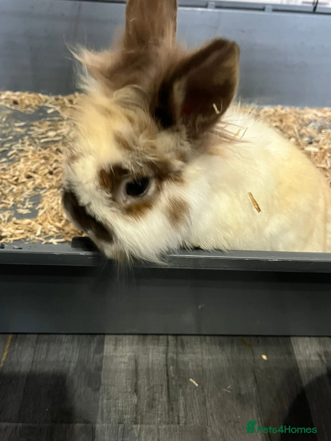 Mini Lop rabbits for sale: Mini lop and lion head  - Advert 4
