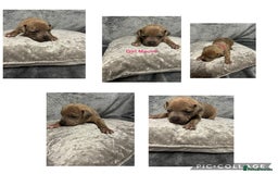 Mixed Breed dogs for sale: Beautiful pups  - Advert 19