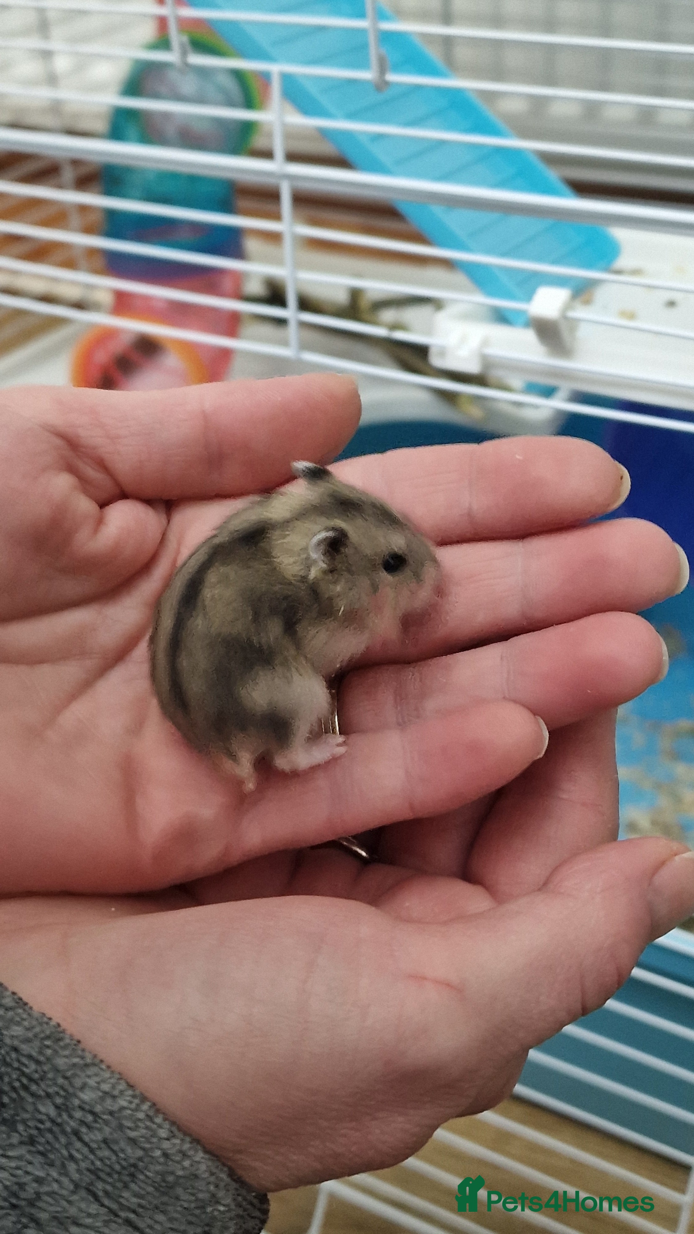 Hamster rodents Baby Dwarf Hamsters 🐹 in Wrexham - Advert 1