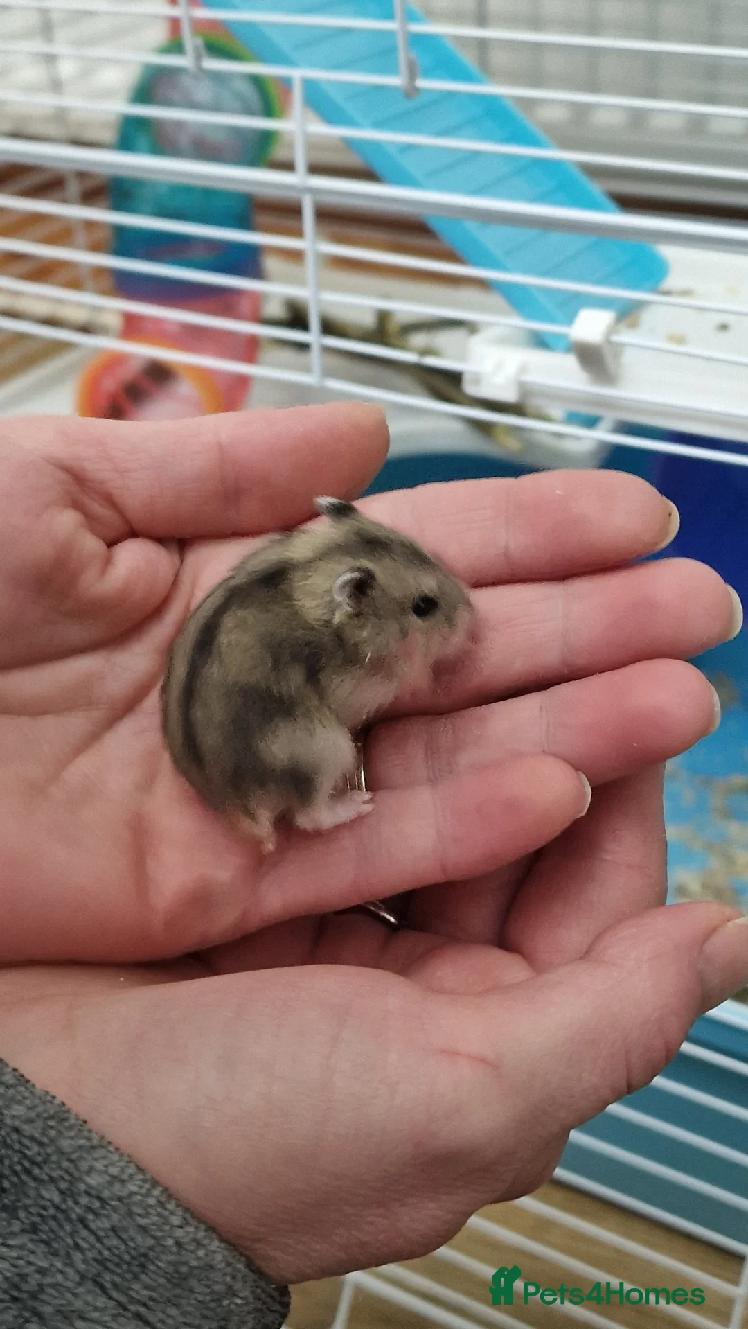 Hamster rodents for sale: Baby Dwarf Hamsters 🐹 in Wrexham - Advert 1