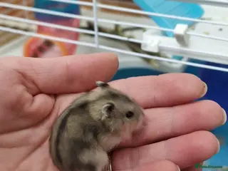 Hamster rodents Baby Dwarf Hamsters 🐹 in Wrexham - Advert 1