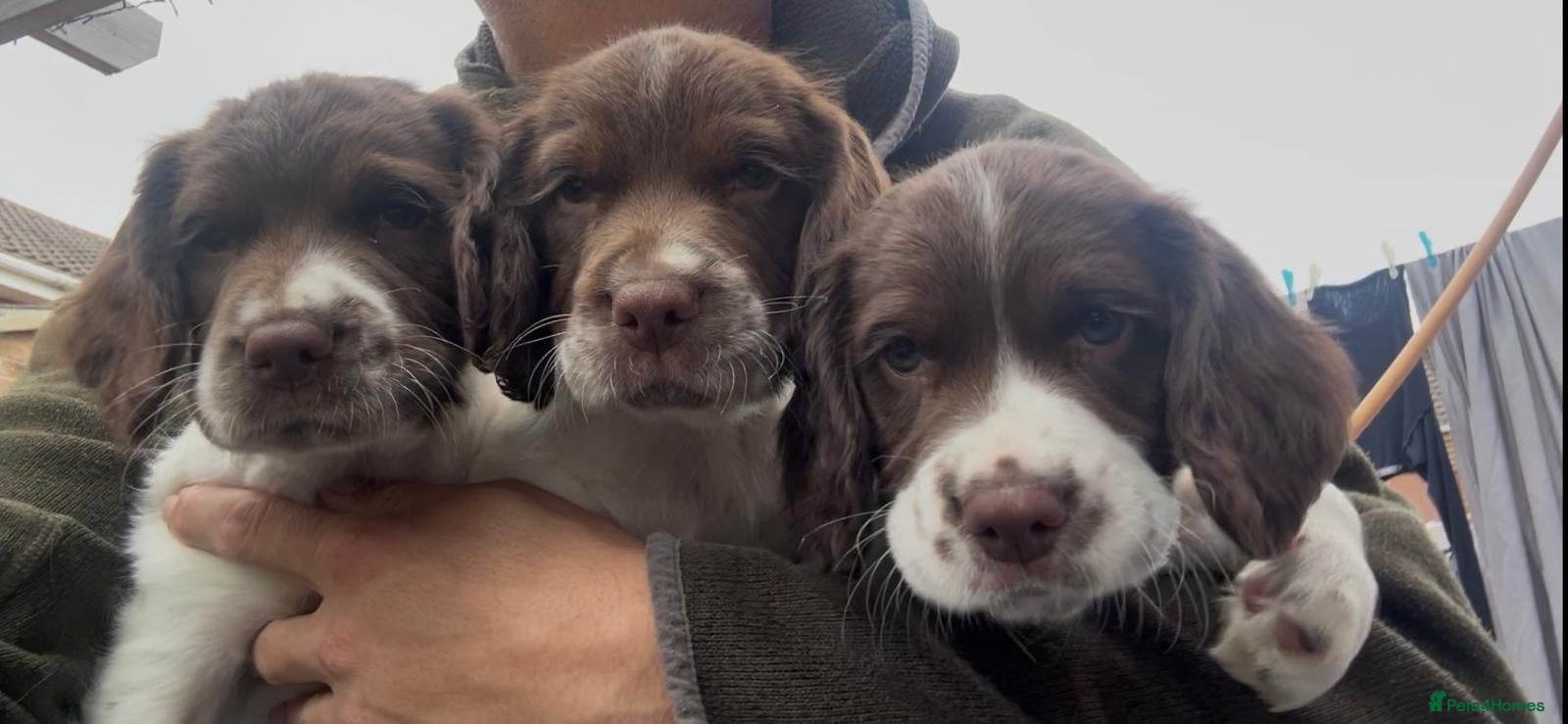 English Springer Spaniel dogs Kc reg working English springer spaniels  - Advert 1