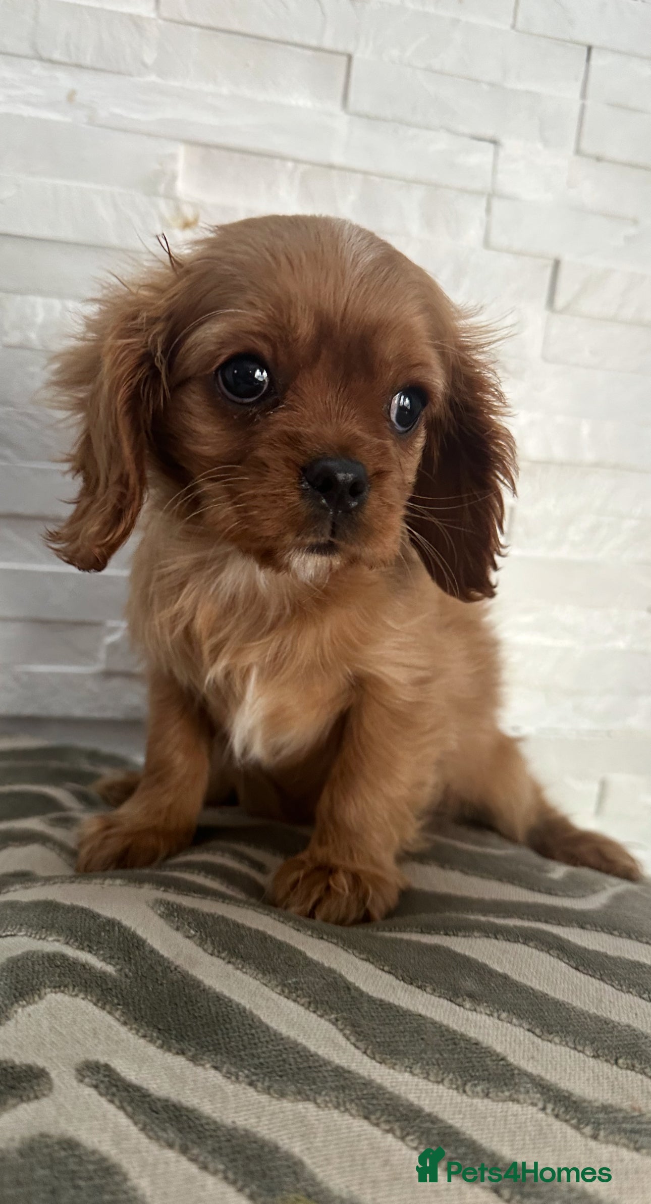 Cavalier King Charles Spaniel dogs **KC REGISTERED DNA CLEAR 🧬 CAVALIER PUPPIES** - Advert 6