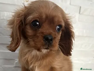 Cavalier King Charles Spaniel dogs **KC REGISTERED DNA CLEAR 🧬 CAVALIER PUPPIES** - Advert 6