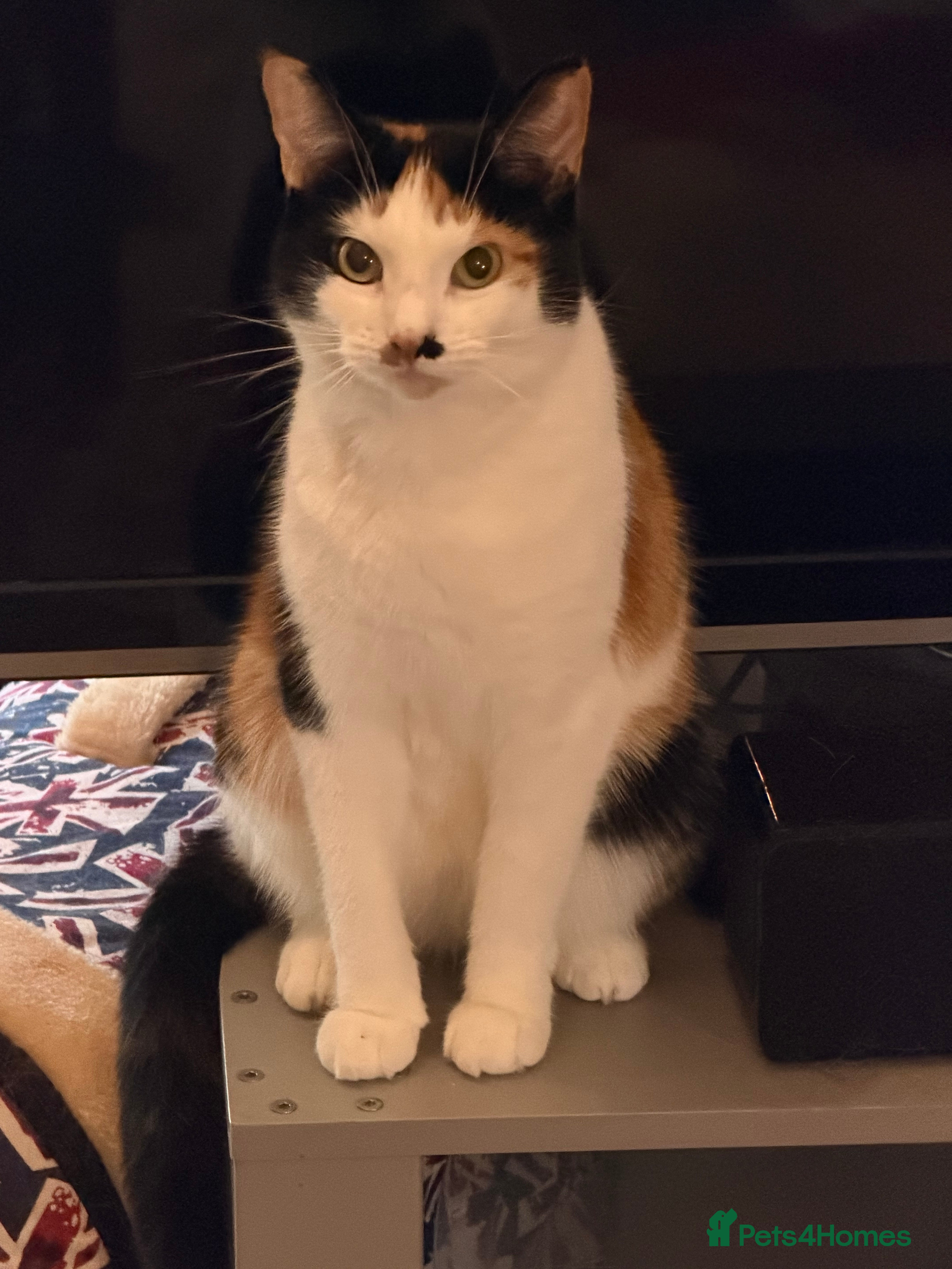 Mixed Breed cats We need a loving home together. in Chatham - Advert 1