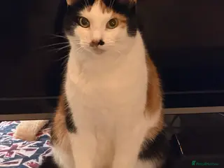 Mixed Breed cats We need a loving home together. in Chatham - Advert 1