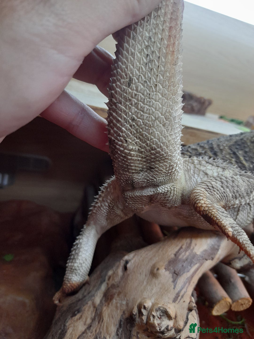 Bearded Dragon reptiles for sale: Year and a half old male bearded dragon incset up - Image 4