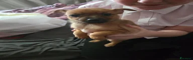 Mixed Breed 4