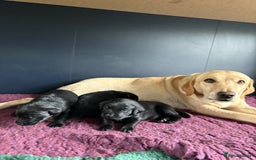 Labrador Retriever dogs for sale: FTCH Bred pedigree gun dog Labradors - Image 2