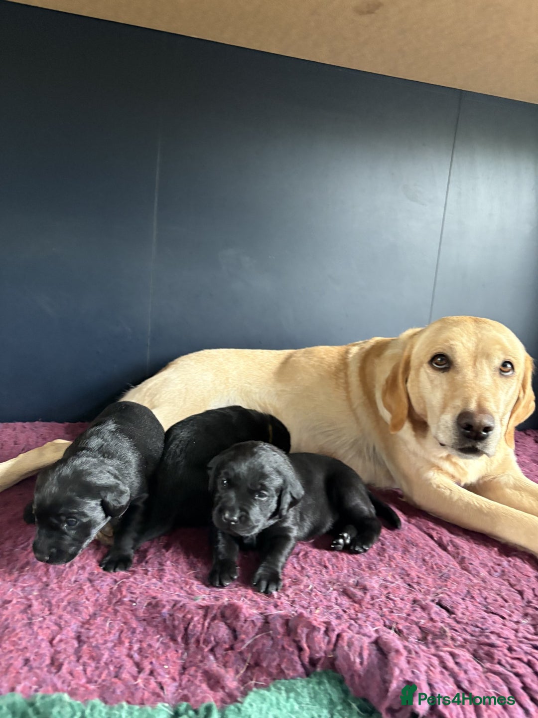 Labrador Retriever dogs for sale: FTCH Bred pedigree gun dog Labradors - Image 2