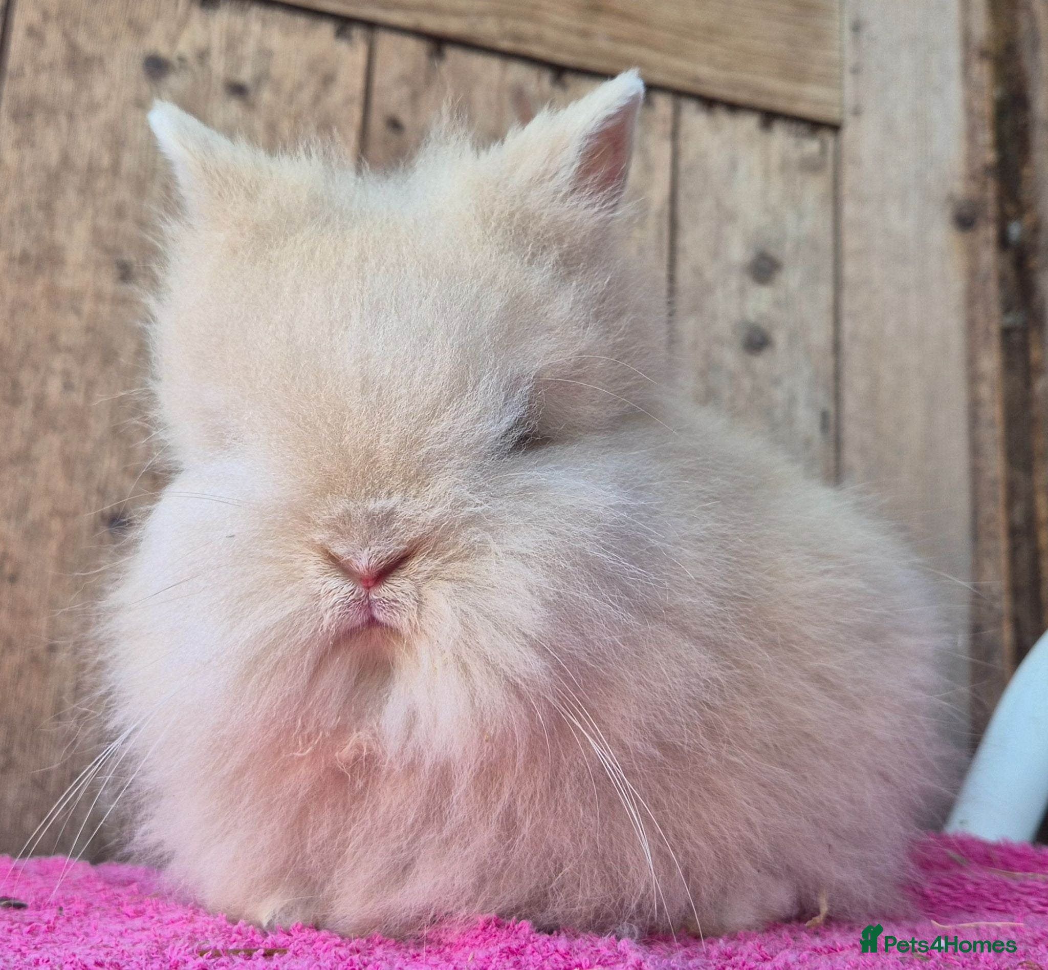 Lionhead rabbits Pure bred lion head boys.  - Advert 1