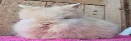 Lionhead rabbits for sale: Pure bred lion head boys.  - Advert 3